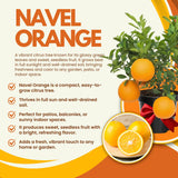 Seedless Navel Orange Tree Live Plant, 3 Years Old Sweet Orange Fruit, 3-4 Feet Tall, Ready to Harvest