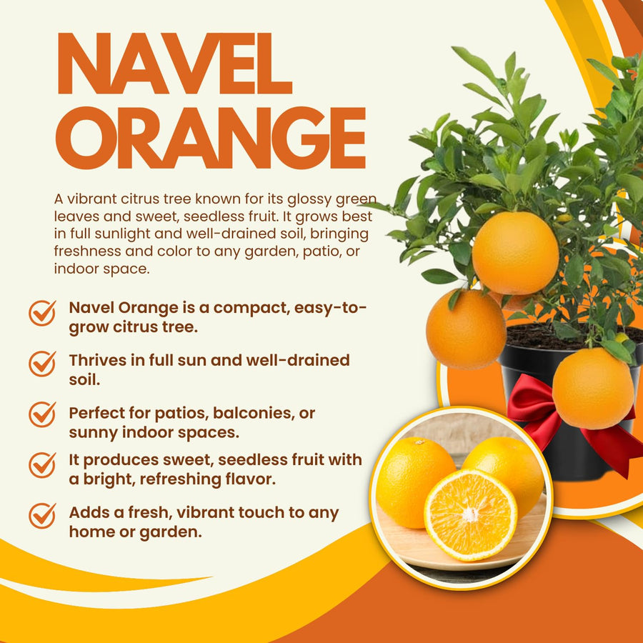 Seedless Navel Orange Tree Live Plant, 3 Years Old Sweet Orange Fruit, 3-4 Feet Tall, Ready to Harvest