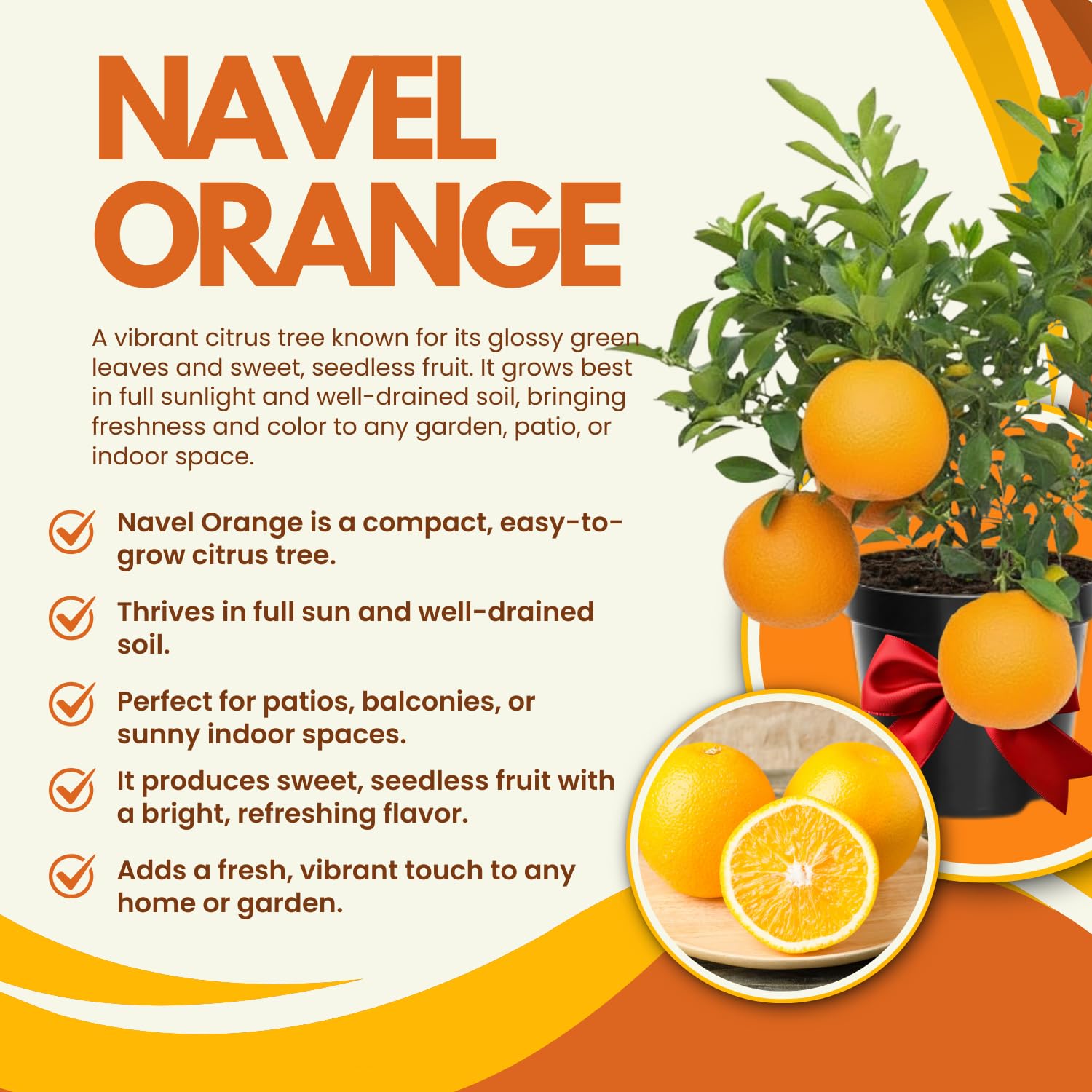 Seedless Navel Orange Tree Live Plant, 3 Years Old Sweet Orange Fruit, 3-4 Feet Tall, Ready to Harvest