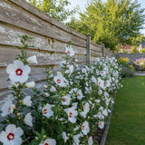 Red White Rose of Sharon Plants Live, Rose of Sharon Tree Live Plant in Quart Pot, 12-18 Inc Tall, Hardy Althea Flowers for Indoor Outdoor Planting