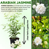 Sambac Jasminum Plant Live, Arabian Jasmine Live Plant, White Flower Arabian Jasmine, 2 Feet Tall in 3 Gallon Pot for Planting