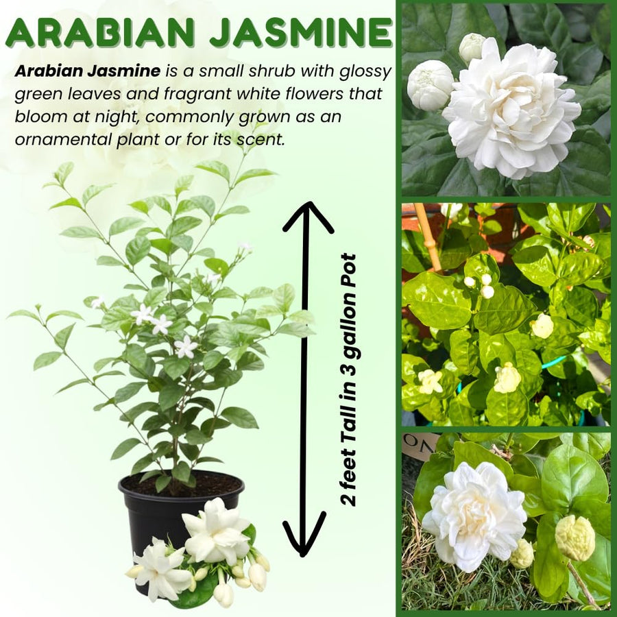 Sambac Jasminum Plant Live, Arabian Jasmine Live Plant, White Flower Arabian Jasmine, 2 Feet Tall in 3 Gallon Pot for Planting