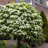 White Kousa Dogwood Tree Live Plant 1 Year Old in Quart Pot, 6-12" in Tall, Dormant in Winter, Spring Blooms