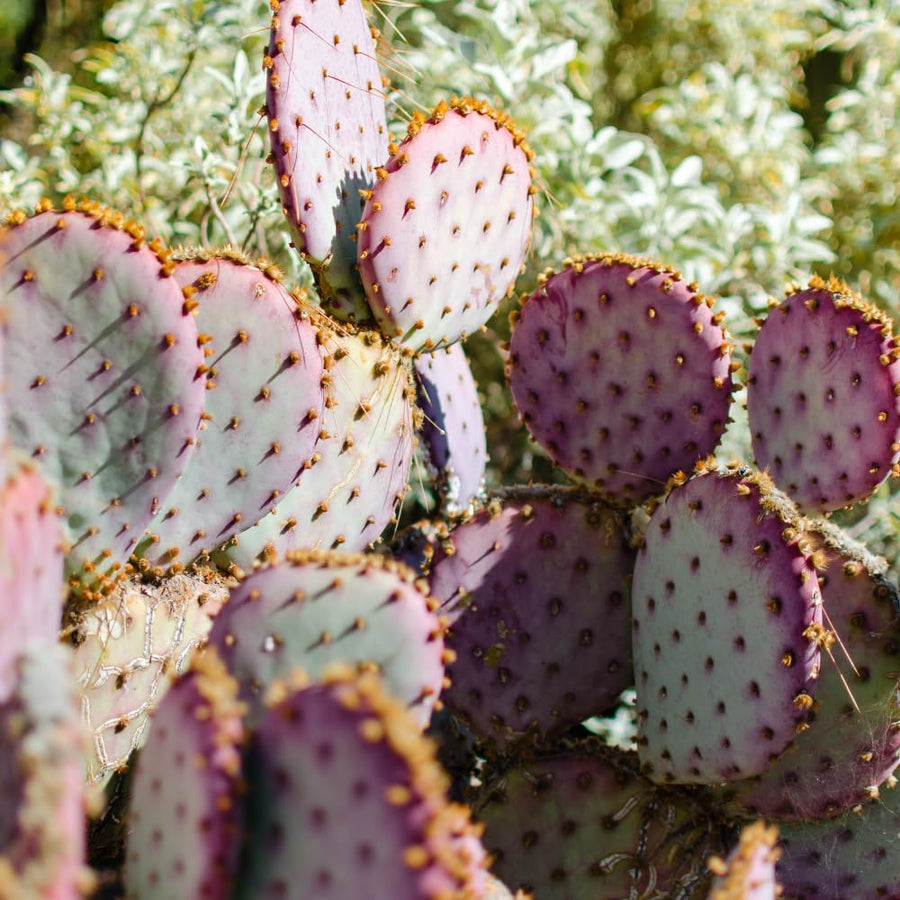 25 Purple Prickly Pear Cactus Seeds, Prickly Pear Cactus Seeds, Hardy Succulent Plants for Outdoor Indoor Planting, Fast-Growing