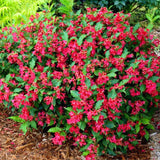 Red Weigela Tree Live Plant in 4 Inch Pot, Weigela Blooming Shrub, Vibrant Flowering Starter Plant 4-7" Tall for Outdoor Gardening