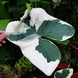 Elephant Ear Plants, Variegated Colocasia Plant, Colocasia Alocasia Esculenta Taro for Indoor Outdoor Gardens, Dormant in Winter