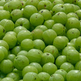 3 Years Old Gooseberry Tree Plant Live, Rare Large Gooseberry Bush 3 Feet Tall, Sweet Fruit Tree Garden for Outdoor Indoor