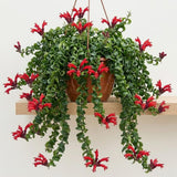 Aeschynanthus Curly Lipstick Plant Live in 4" Pot, Red Twisted Lipstick Houseplant Trailing for Indoor Decor