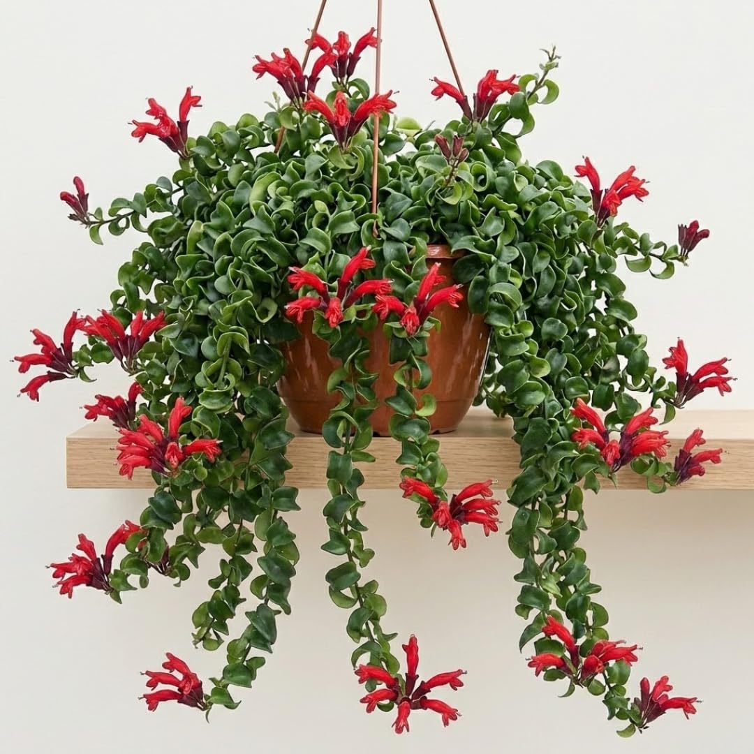 Aeschynanthus Curly Lipstick Plant Live in 4" Pot, Red Twisted Lipstick Houseplant Trailing for Indoor Decor