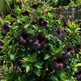 7 Hibiscus Cutting, Well-Rooted Hibiscus Flowers, Tropical Flowering for Indoor Outdoor Planting (Black)