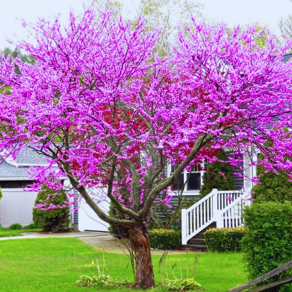 2 Eastern Redbud Trees Live Plants Dormant Seedling, 6 to 14 Inches Tall, Purple Flowers Red Bud Tree for Growing