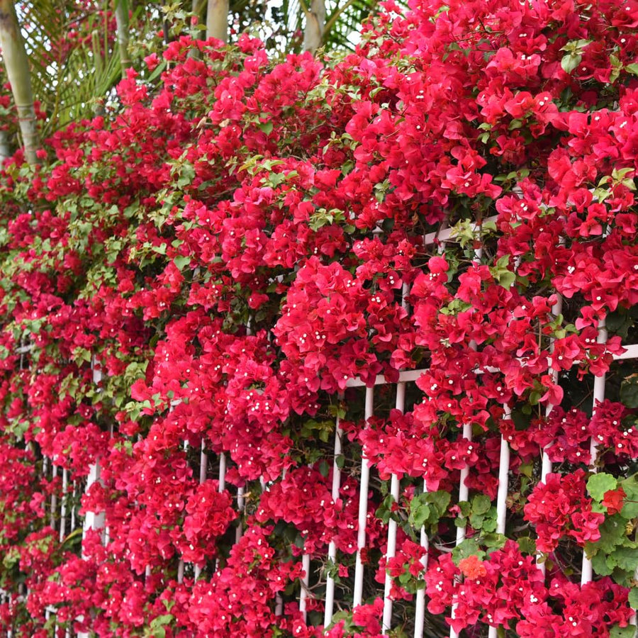 Red Bougainvillea Plant Live, Bougainvillea Live Plant, 5 to 7 Inches Tall, Vibrant Long Lasting Blooms, Ideal for Trellis, Landscape and Outdoor Garden