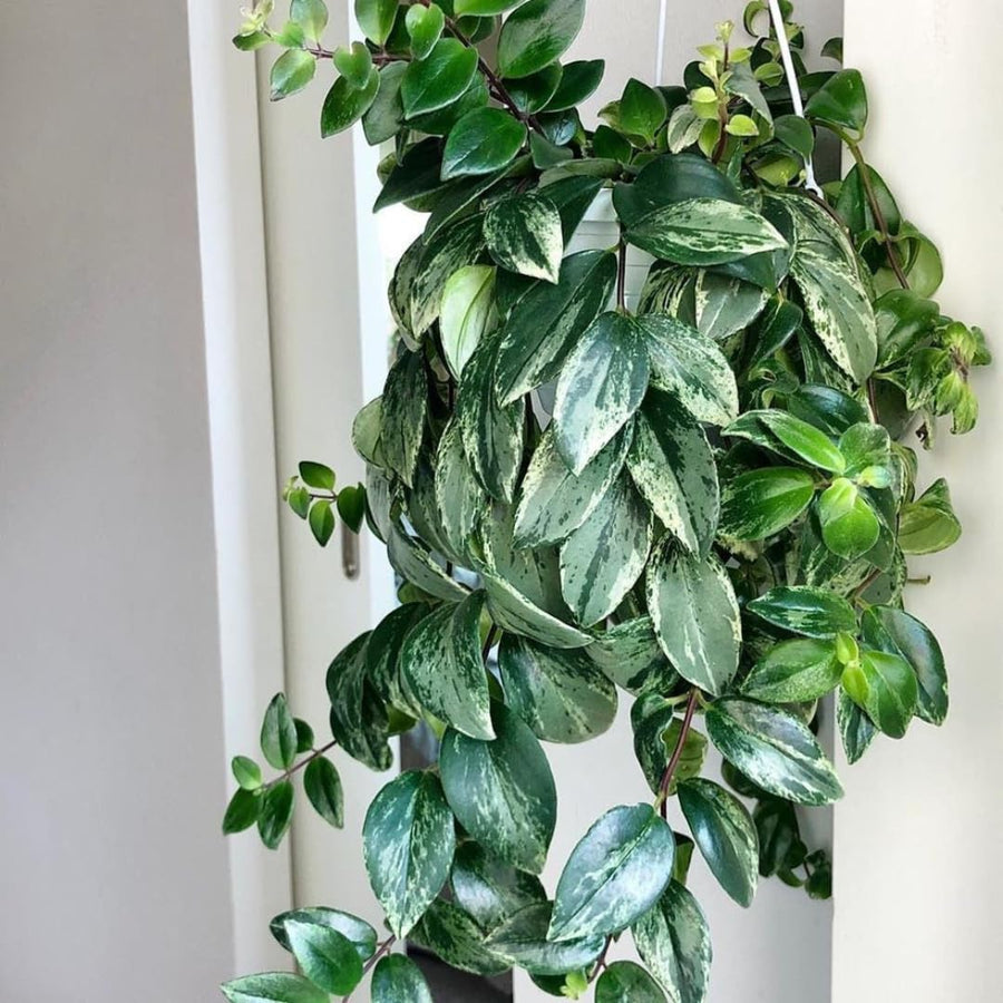 2 Variegated Lipstick Vine Plant, Lipstick Plants Live, 4 Inches Pot for Planting