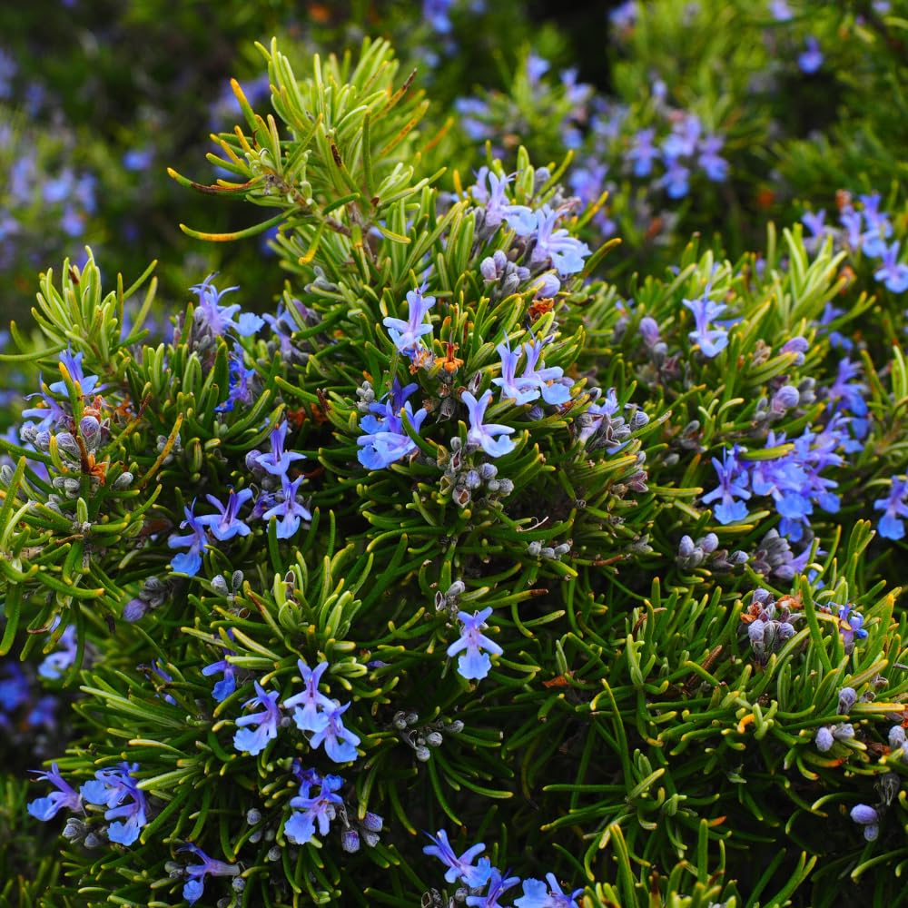 4 Inc Pot Rosemary Plant Live in Pot, Rosemary Herb Plant, 5 to 7 Inc Tall, Fragrant Culinary Herb Garden