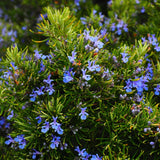 4 Inc Pot Rosemary Plant Live in Pot, Rosemary Herb Plant, 5 to 7 Inc Tall, Fragrant Culinary Herb Garden