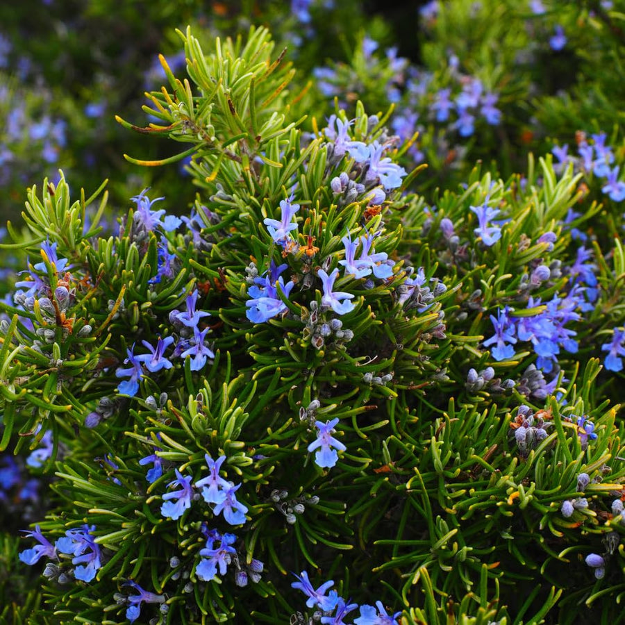 4 Inc Pot Rosemary Plant Live in Pot, Rosemary Herb Plant, 5 to 7 Inc Tall, Fragrant Culinary Herb Garden