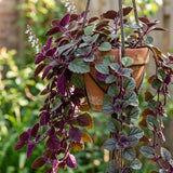Purple Swedish Ivy Live Plants in 4'' Pot, Hardy Ivy Vine Plant for Trellis, Ground Cover, Live Indoor Houseplants