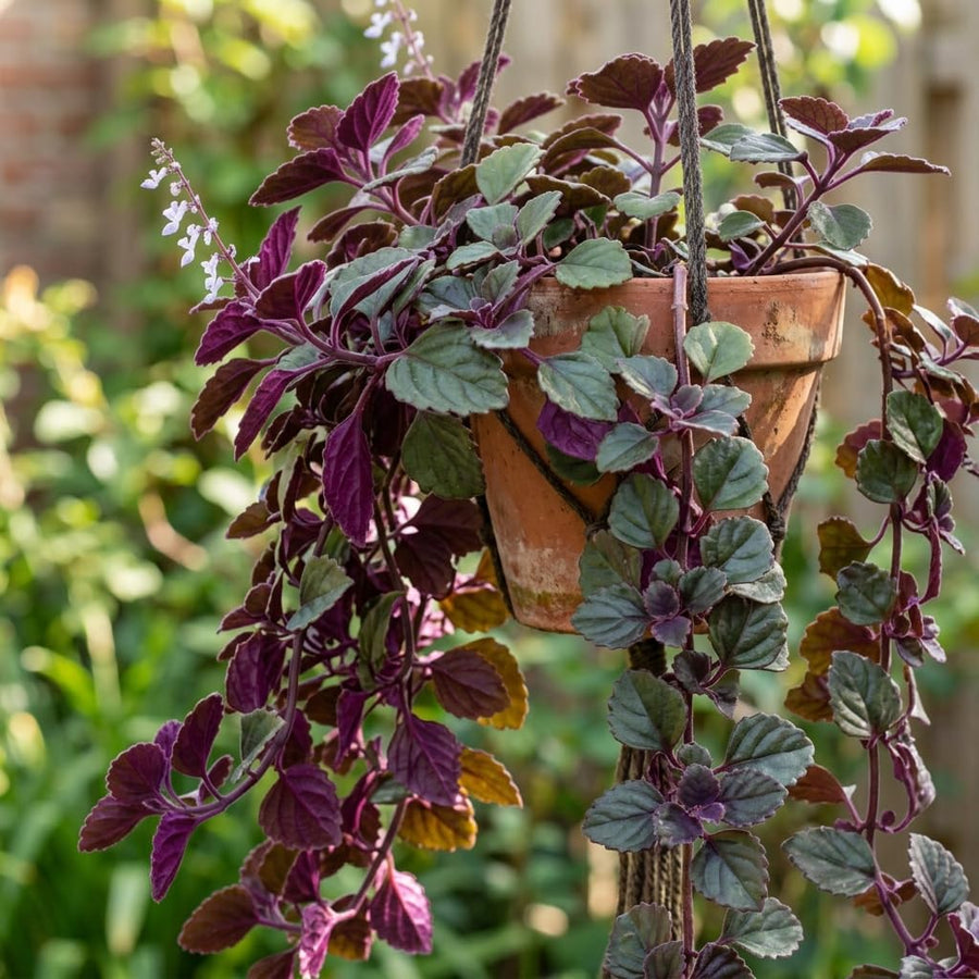 Purple Swedish Ivy Live Plants in 4'' Pot, Hardy Ivy Vine Plant for Trellis, Ground Cover, Live Indoor Houseplants