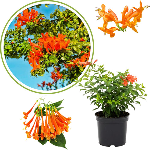 Orange Honeysuckle Vine, 6-12” Tall Starter Plant in 4” Pot, Honeysuckle Plant Live for Garden