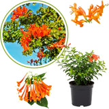 Orange Honeysuckle Plant Live, 8-10 Inches Tall in 4 Inch Pot, Fast Growing Flowering Vine for Outdoor Planting