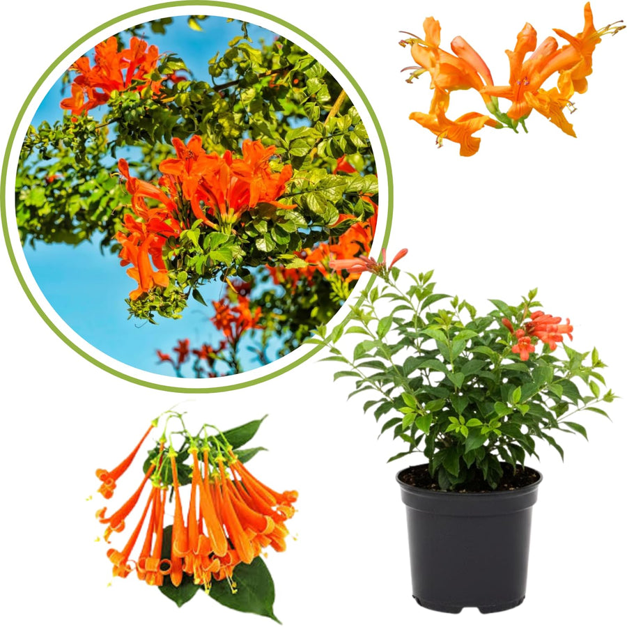 Orange Honeysuckle Plant Live, 8-10 Inches Tall in 4 Inch Pot, Fast Growing Flowering Vine for Outdoor Planting