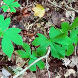 Set 10 Golden Seal Roots for Planting, Goldenseal Plants Live from 4''Tall, Shrub Garden Outdoor