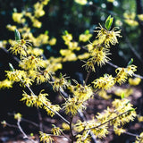 Witch Hazel Live Plant, Witchhazel Tree Plant Live 12-16 Inch Tall, Yellow Flower for Outdoor Landscaping and Garden, Dormant in Winter