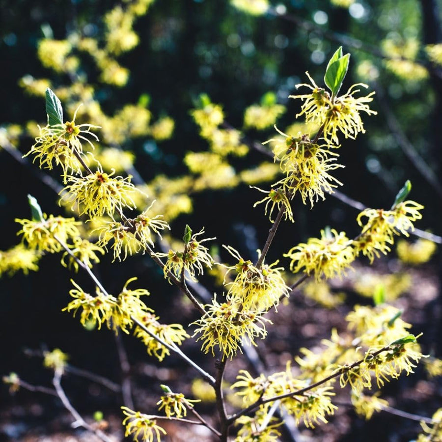 Witch Hazel Live Plant, Witchhazel Tree Plant Live 12-16 Inch Tall, Yellow Flower for Outdoor Landscaping and Garden, Dormant in Winter
