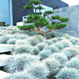 Set 2 Blue Fescue Grass Plants Live, Festuca Ornamental Grasses Live Plants Perennial, 5-8 Inches, Live Grass Plant for Planting