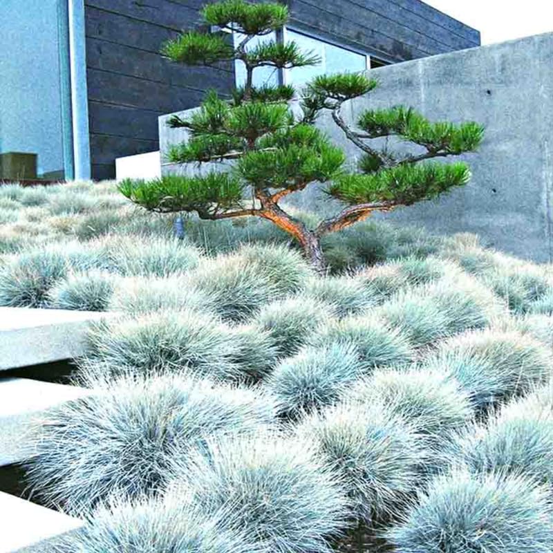 Set 2 Blue Fescue Grass Plants Live, Festuca Ornamental Grasses Live Plants Perennial, 5-8 Inches, Live Grass Plant for Planting
