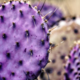 Live Purple Prickly Pear Cactus Plant, Hardy Cactus Succulent, 6-8 Inches Tall for Planting