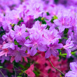 Purple Azalea Plant Live, 10 Inches Tall, Hardy Flowering Shrub for Outdoor Planting and Landscaping