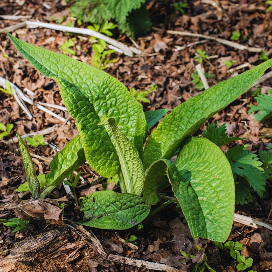 10 Comfrey Roots Plants Live, Comfrey Rhizomes Root for Planting, Herb Plant Garden, High Yields, 1 to 2 Inc Long