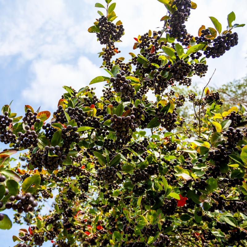Set of 12 Chokeberry Cuttings for Planting, Black Aronia Bare Root, Sweet Edible Fruit, Ready to Grow, Suitable for Outdoor Garden