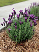 Lavender Plant Live in 3'' Pot, Fragrant Lavender Flowering Herb for Indoor Outdoor Planting, Ready to Grow (Spanish Lavender)