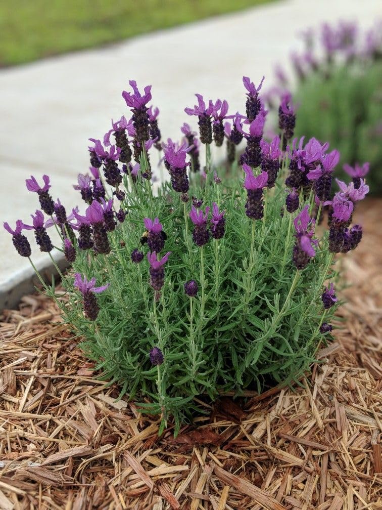 Lavender Plant Live in 3'' Pot, Fragrant Lavender Flowering Herb for Indoor Outdoor Planting, Ready to Grow (Spanish Lavender)
