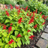 2 Salvia Plants, Pineapple Salvia Live Plants, 4-6 Inches Tall, 4 Inches Pot, Long Blooming Red Flowers for Indoor Outdoor Growing