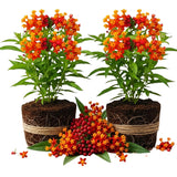 2 Red Butterfly Milkweed Plants Live, Live Milkweed Plants, Asclepias Tuberosa Plant for Gardening, 5 to 7 Inc Tall