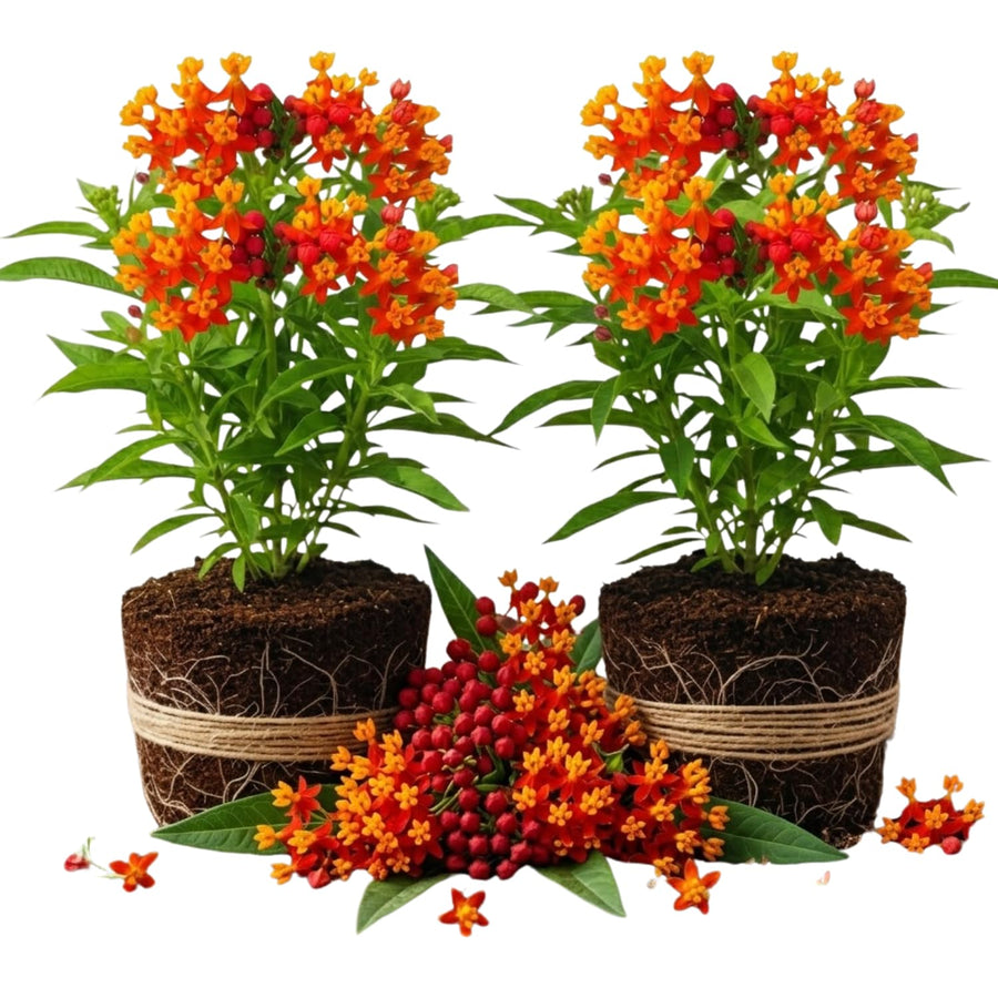 2 Red Butterfly Milkweed Plants Live, Live Milkweed Plants, Asclepias Tuberosa Plant for Gardening, 5 to 7 Inc Tall