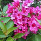 Pink Weigela Plant Pot, 6 to 9 Inc Tall, Weigela Live Plant, 4 Inc Pot, Live Weigela Plant for Garden