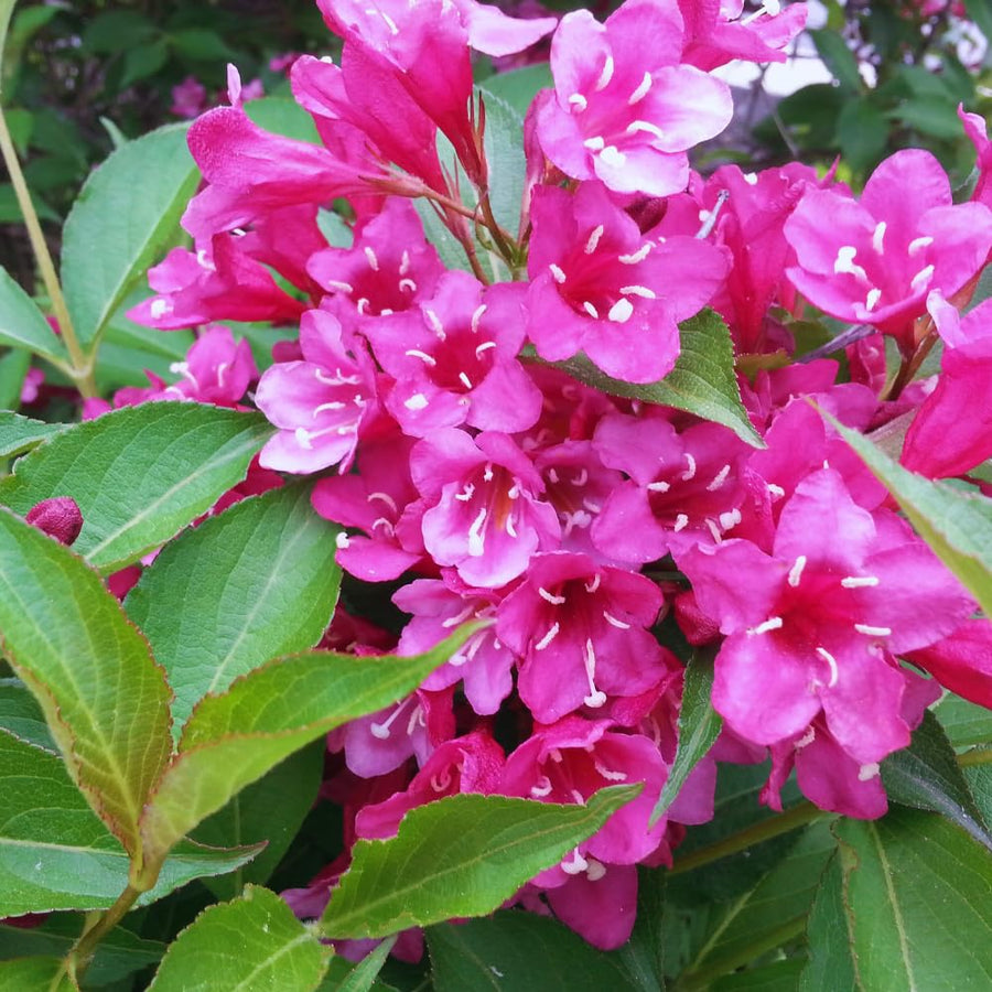 Pink Weigela Plant Pot, 6 to 9 Inc Tall, Weigela Live Plant, 4 Inc Pot, Live Weigela Plant for Garden