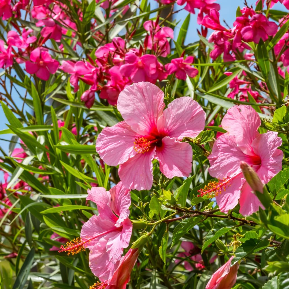 Hardy Hibiscus Plants Live, Pink Hibiscus Flowers Plants, 3 to 5Inc Long Starter Plants