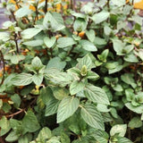 Fresh Chocolate Mint Live Plant in 3.5 Inch Pot, Mint Herb Live Plant for Indoor Outdoor Growing, Spring Planting