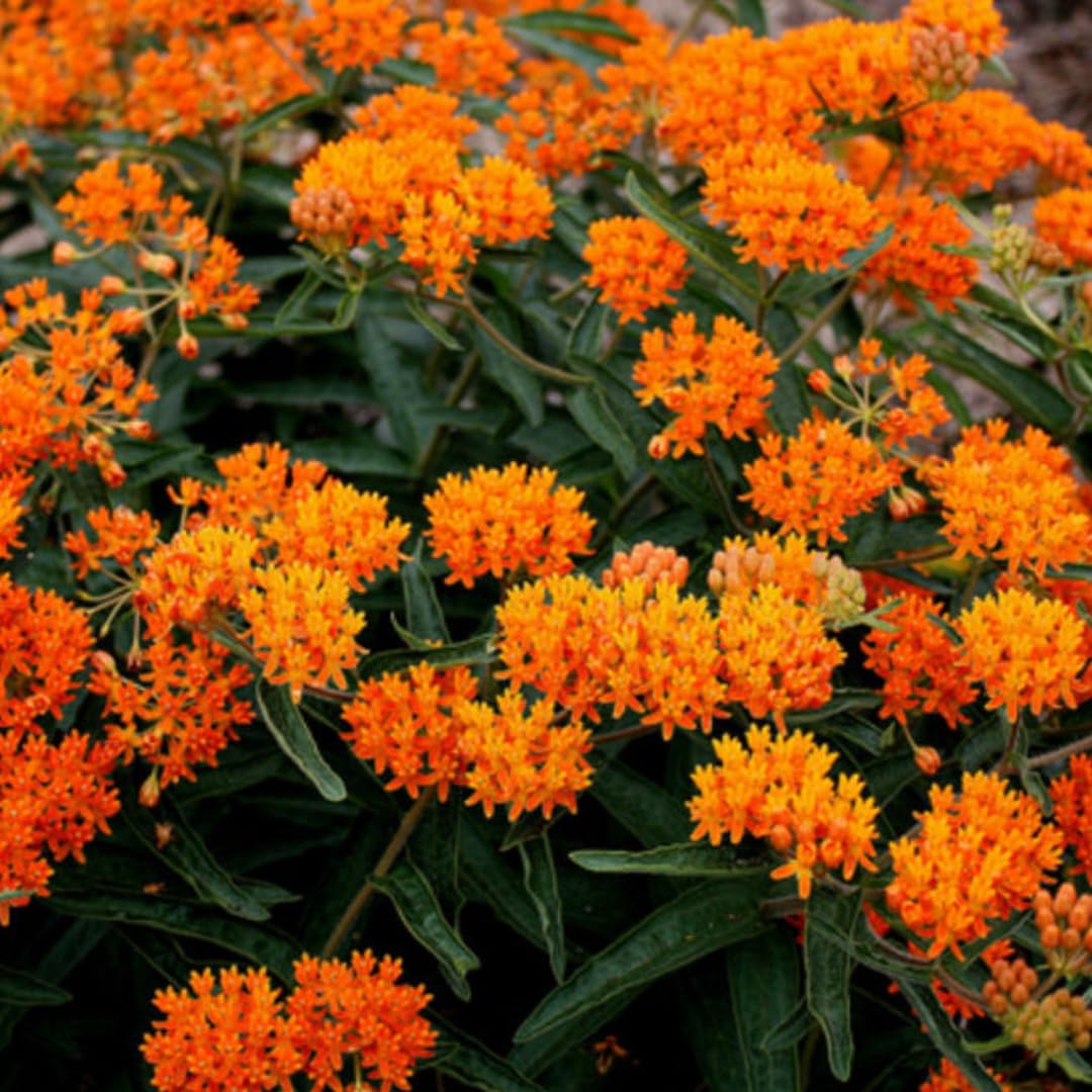 2 Mix Butterfly Milkweed Plants Live, Live Milkweed Plants, Asclepias Tuberosa Plant for Gardening, 5 to 7 Inc Tall