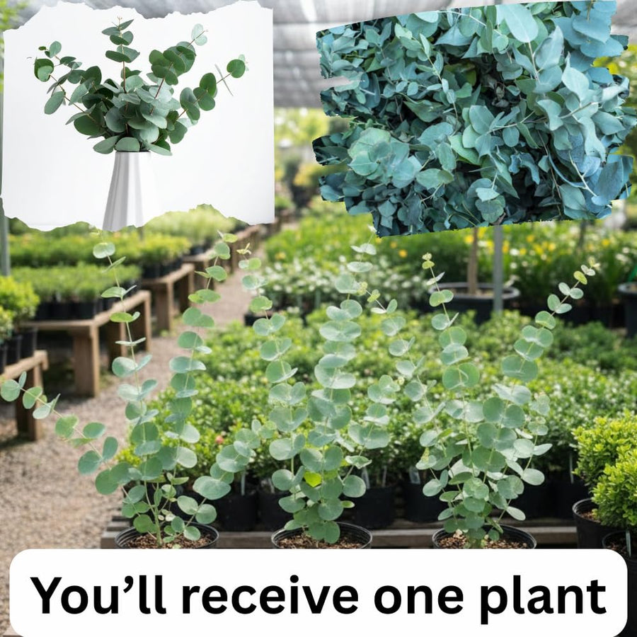 Baby Blue Eucalyptus Tree Live, Eucalyptus Plant, 2.5" Pot Starter for Indoor Outdoor Planting