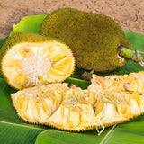 Yellow Jackfruit Live Plant, Sweet Jackfruit Tropical Fruit Trees in Pot, 8-10'' Tall, Hardy Perennial Jackfruit for Outdoor Garden