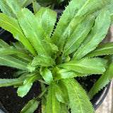 500 Culantro Seeds for Planting Indoor Outdoor, Culantro Herb Seeds for Outdoor Herb Gardens