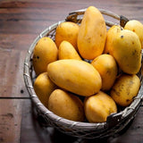Sweet Mango Tree Live Plant, 22-26'' Tall in Gal Pot, High-Yielding Tropical Fruit Tree for Outdoor Garden Planting