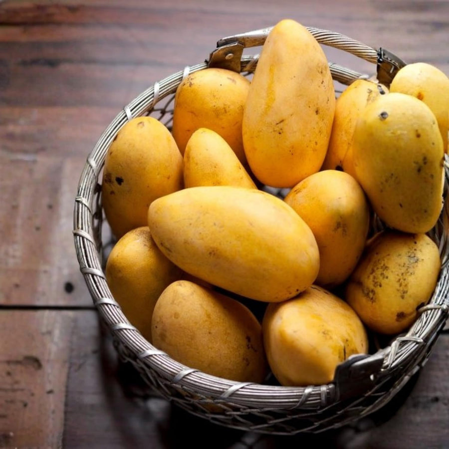 Sweet Mango Tree Live Plant, 22-26'' Tall in Gal Pot, High-Yielding Tropical Fruit Tree for Outdoor Garden Planting