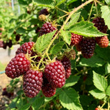 Thornless Boysenberry Plant Live, Boysenberry Starter Plants from 4-6 Inches Tall, Fruit Bearing Plant for Patio and Container Growing